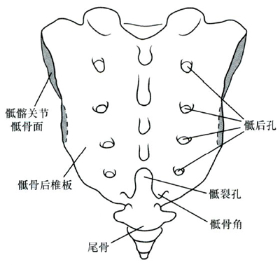 图5-2骶尾骨背面观解剖